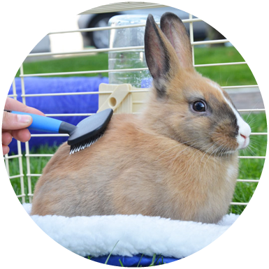 rabbit grooming dubai