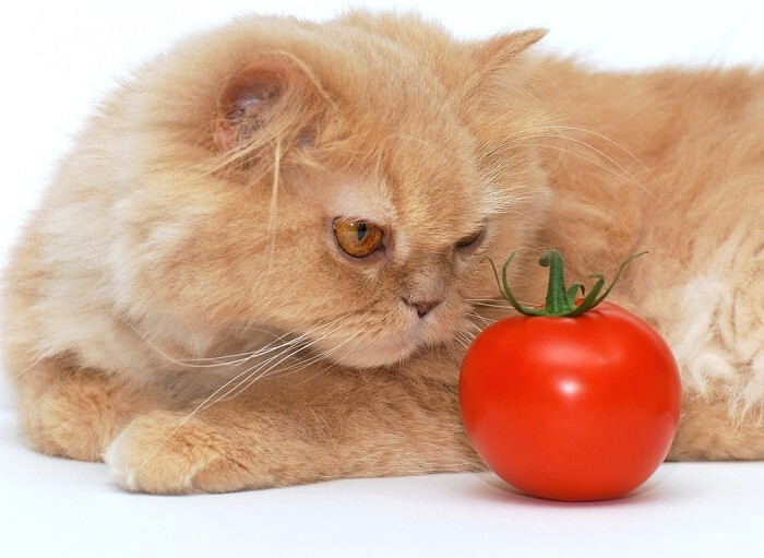 cat-eat-tomato