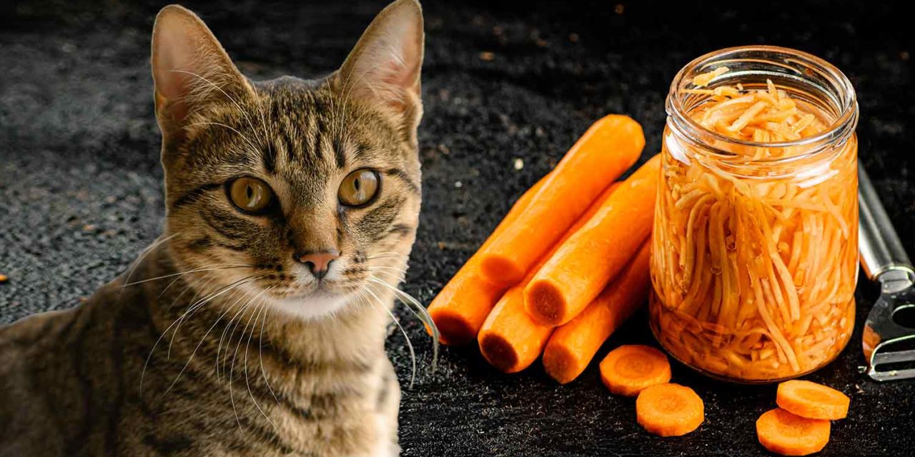 https://cutoncarpetsgrooming.ae/wp-content/uploads/2023/12/can-cats-eat-carrots-1280x640.jpg