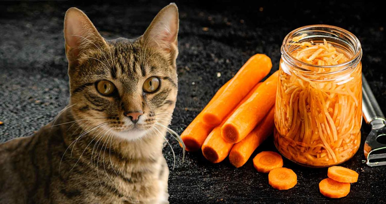 https://cutoncarpetsgrooming.ae/wp-content/uploads/2023/12/can-cats-eat-carrots-1280x676.jpg