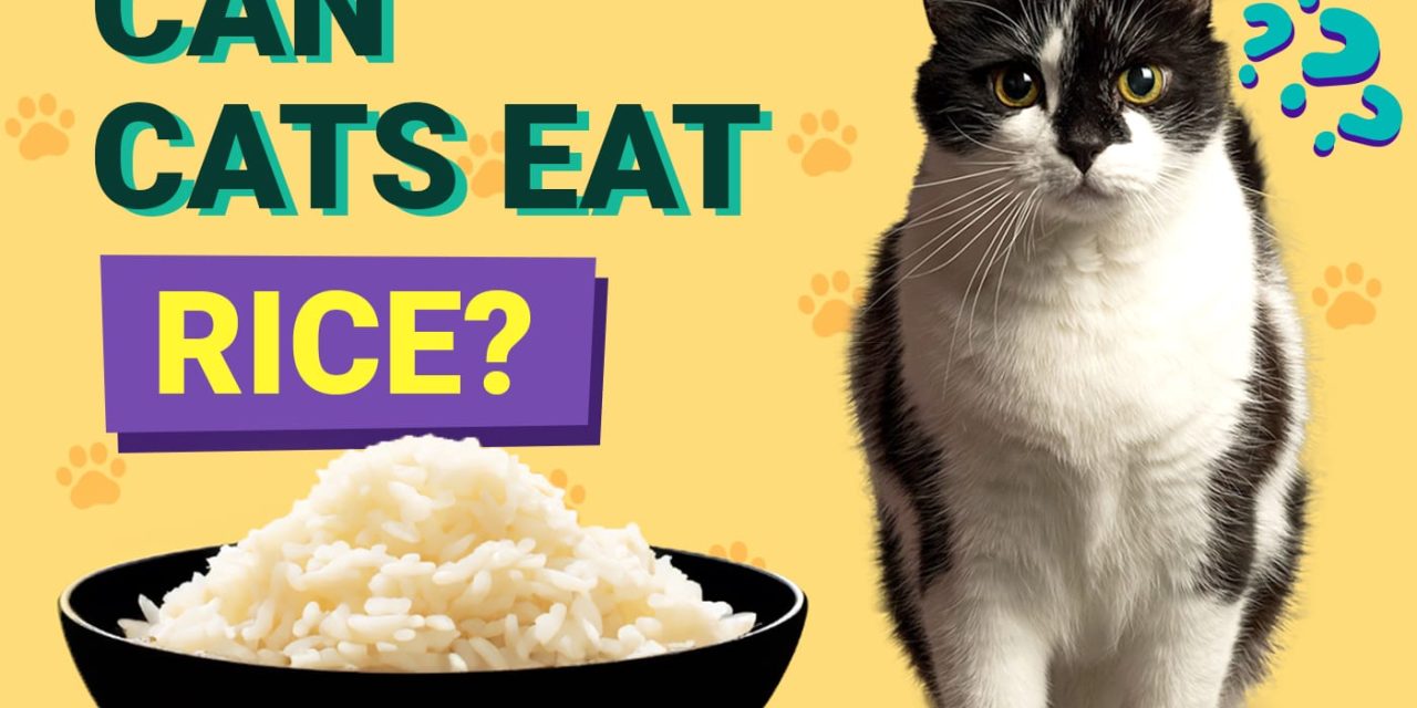 https://cutoncarpetsgrooming.ae/wp-content/uploads/2024/01/can-cats-eat-rice-1280x640.jpg