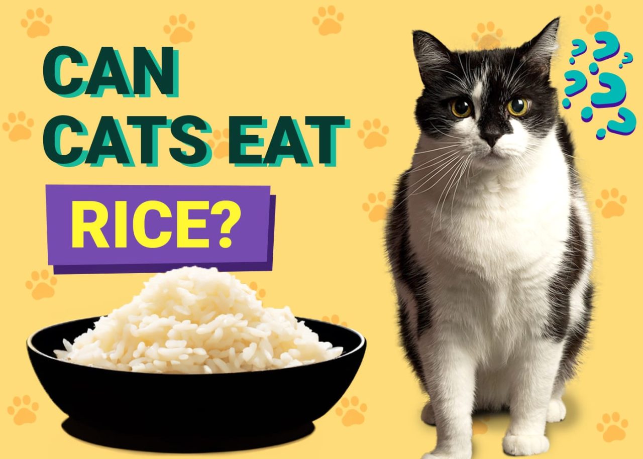 https://cutoncarpetsgrooming.ae/wp-content/uploads/2024/01/can-cats-eat-rice-1280x914.jpg